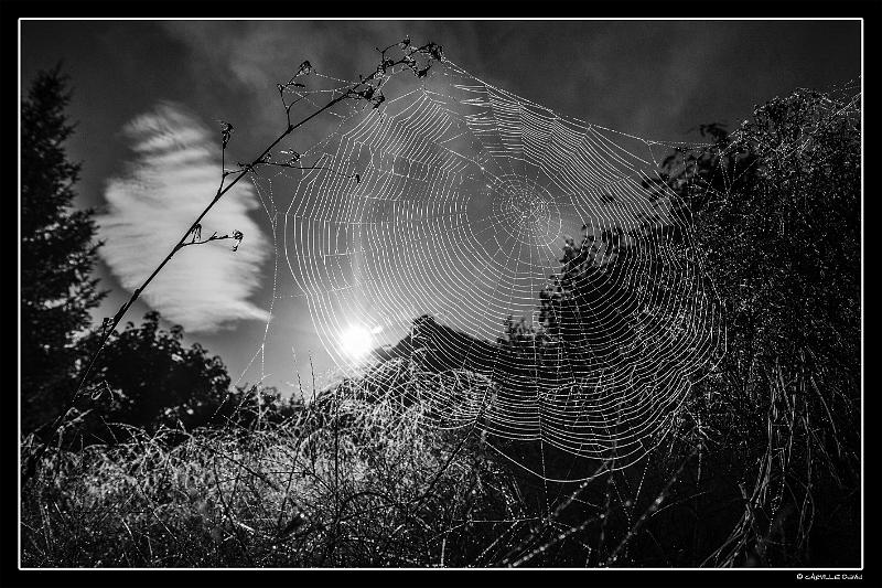 _MG_7508.jpg - Toile du matin